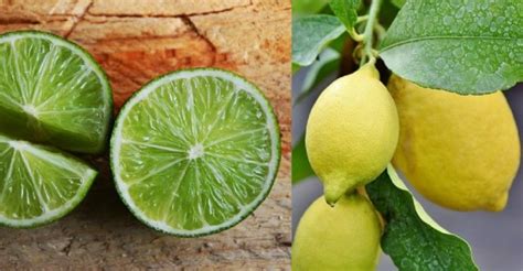 ¡No te confundas! Diferencias entre la lima y el limón .